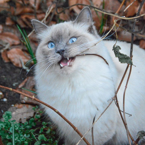 TOFU THE FLOOF