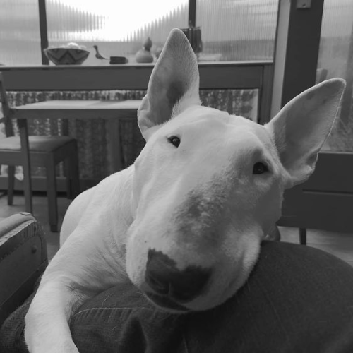 CLAIRE THE BULL TERRIER