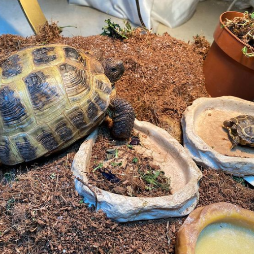 FREEK DE SCHILDPAD