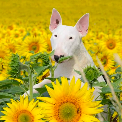Claire the bullterrier