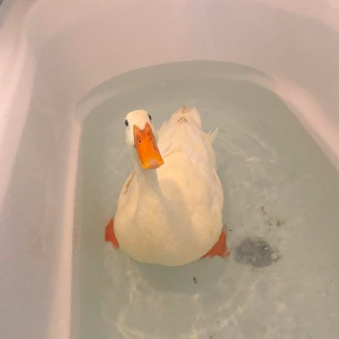 Guus the duck
