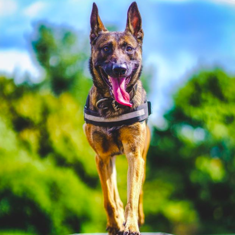 Politiehond Bumper